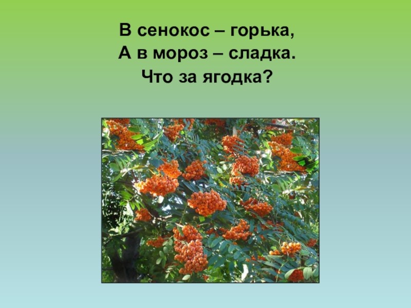 Сенокос горькая в мороз сладко. В сенокос горька а в Мороз Сладка отгадка. V senokos Gor'ka a v Moroz sladka. Chto za yagodka?. Загадка в сенокос горька а в Мороз Сладка что за Ягодка. В сенокос горька ,а в Мороз Сладка. Отгадать загадку.