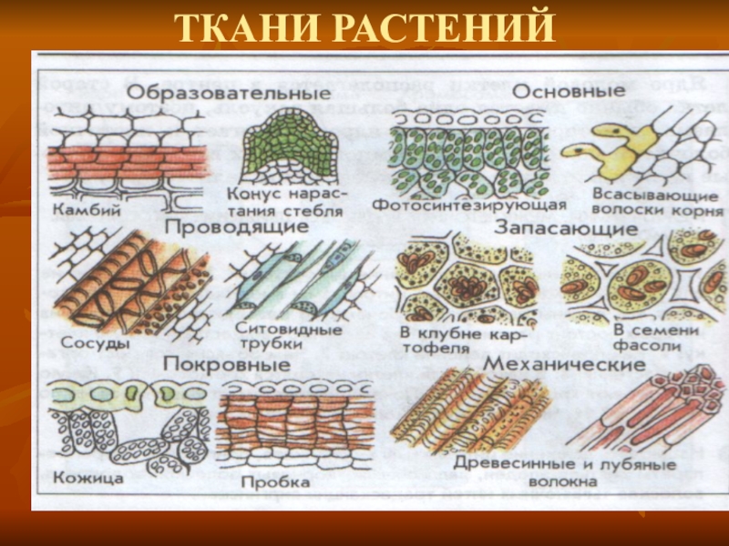 Презентация 10 11 класс