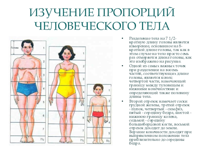 Тело насколько. Пропорции тела человека. Пропорции человеческого тела. Пропорции женского тела в головах. Пропорции тела человека для детей.