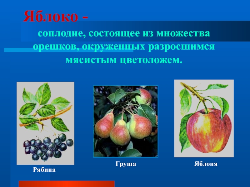 Яблоко соплодие. Рябина плод яблоко. Разросшееся цветоложе у яблока. Соплодие примеры. Плод груши яблока рябины