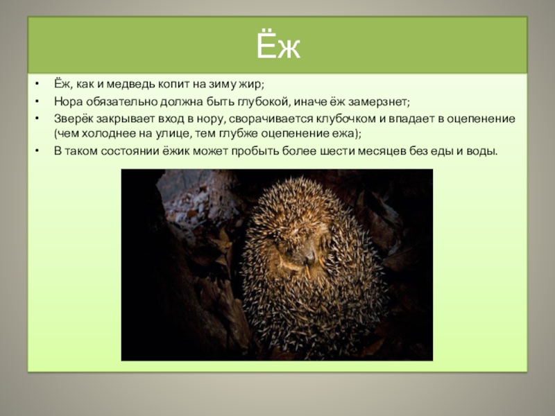 Еж копит жир на зиму. Как медведь копит жир на зиму. Животные и растения которые откладывают жир на зиму. Как дышит ёж когда сворачивается.