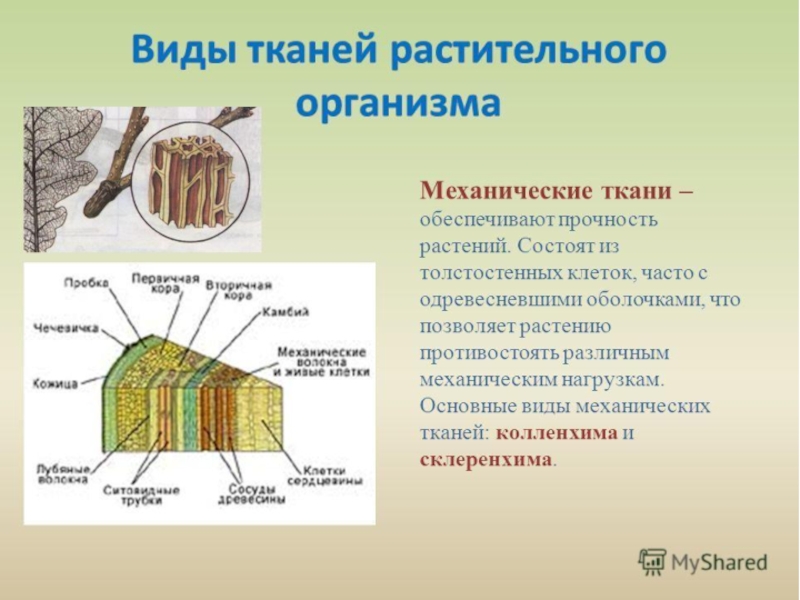 Какие существуют ткани растений. Состав основной ткани растений. Ткани растений биология. Типы механических тканей растений. Растительные ткани 6 класс биология.