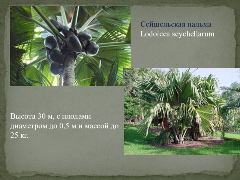 Сейшельская пальма Lodoicea seychellarumВысота 30 м, с плодами диаметром до 0,5 м и массой до 25 кг.