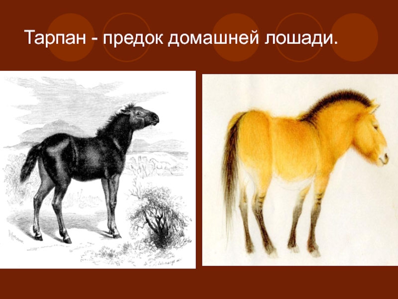 Тарпан - предок домашней лошади.