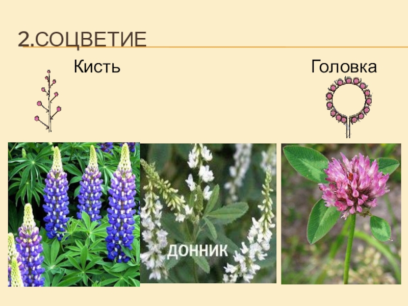 Признаки соцветия головка. Соцветие головка. Соцветие кисть и головка. Соцветие головка примеры. Тип соцветия головка.