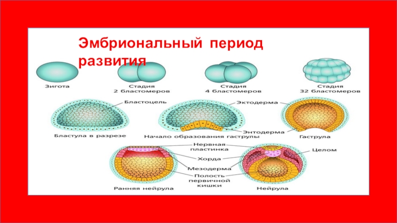 Эмбриональный период развития. Эмбриональное и постэмбриональное развитие. Эмбриональный и постэмбриональный период. Этапы эмбрионального и постэмбрионального развития человека. Онтогенез зародышевой и послезародошевый.