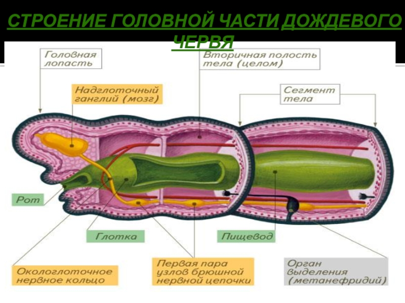 Рисунок анатомия дождевого червя