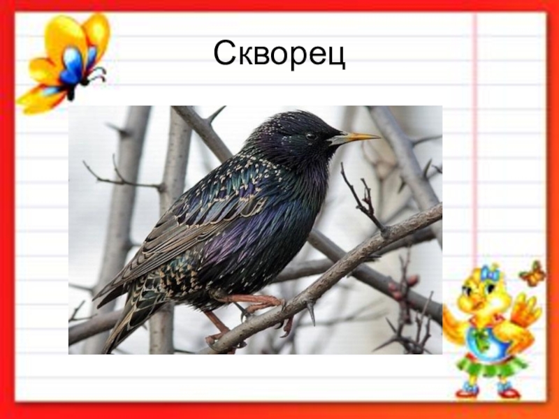 Скворец проверочное. Перелетные птицы для дошкольников скворец. Бабушкин скворец. Скворец карточка для детей. Скворец с надписью для детей.