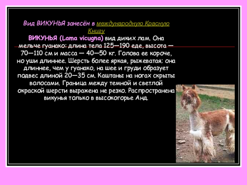 Вид ВИКУНЬЯ занесён в международную Красную Книгу ВИКУНЬЯ (Lama vicugna) вид диких лам. Она мельче гуанако: длина