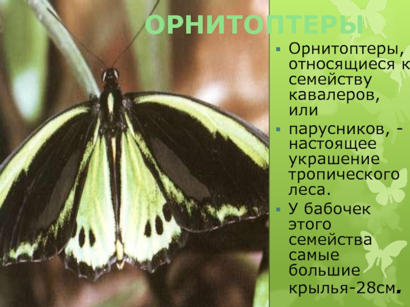 ОРНИТОПТЕРЫОрнитоптеры, относящиеся к семейству кавалеров, илипарусников, - настоящее украшение тропического леса.У бабочек этого семейства самые большие крылья-28см.