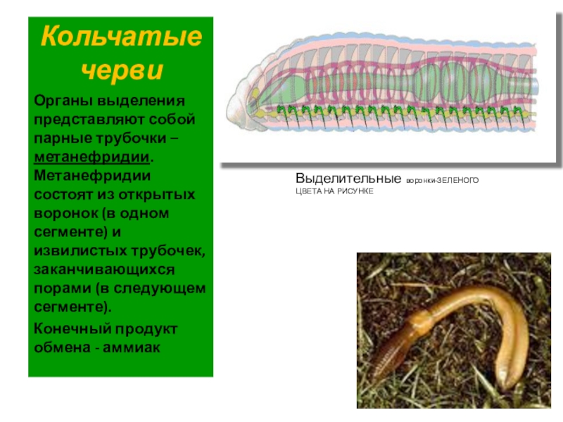 Органы выделительной системы червя. Кольчатые черви выделительная система. Кольчатые черви выделение. Тип выделительной системы кольчатых червей. Тип кольчатые черви выделительная система.