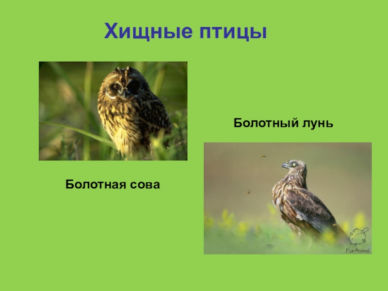 Хищные птицы татарстана фото с названиями и описанием