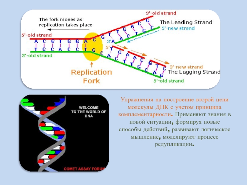 2 цепь днк и рнк. Вторая цепь ДНК , МРНК. Цепочка РНК. Цепочка ДНК И РНК. Правая и левая цепь ДНК.