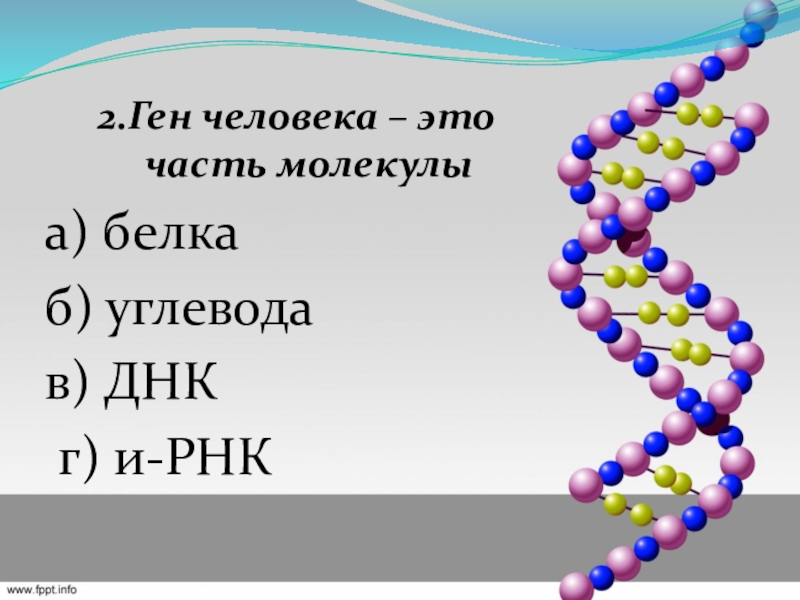 Презентация решение генетических задач 10 класс