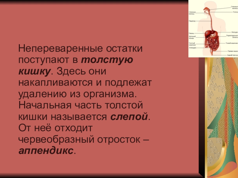 Непереваренные остатки пищи. Непереваренные остатки пищи накапливаются в. Непереваренные остатки пищи накапливаются в толстой кишке. Путешествие бутерброда по пищеварительной системе человека 8 класс. Е переваренные остатки пищи накапливаются в:.