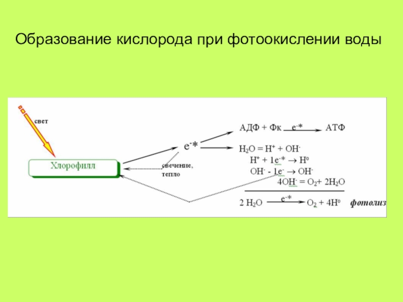 Образование кислорода. Процесс образования кислорода. Фотосинтез образование кислорода. Образование кислорода при фотолизе воды.