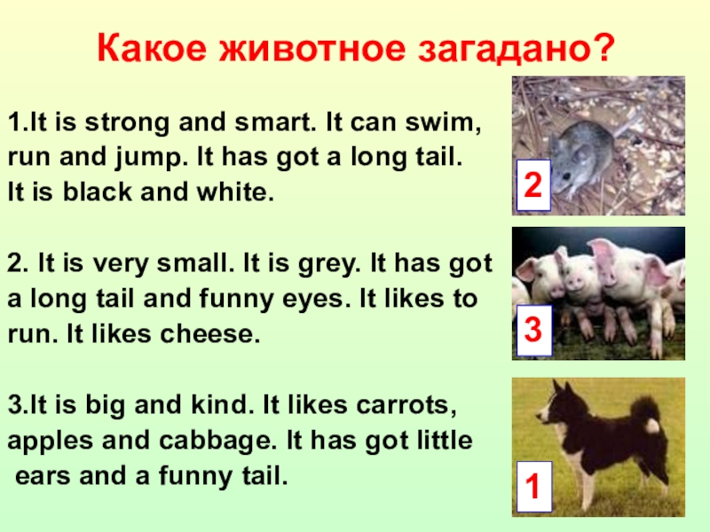 Английский 5 класс описать животных