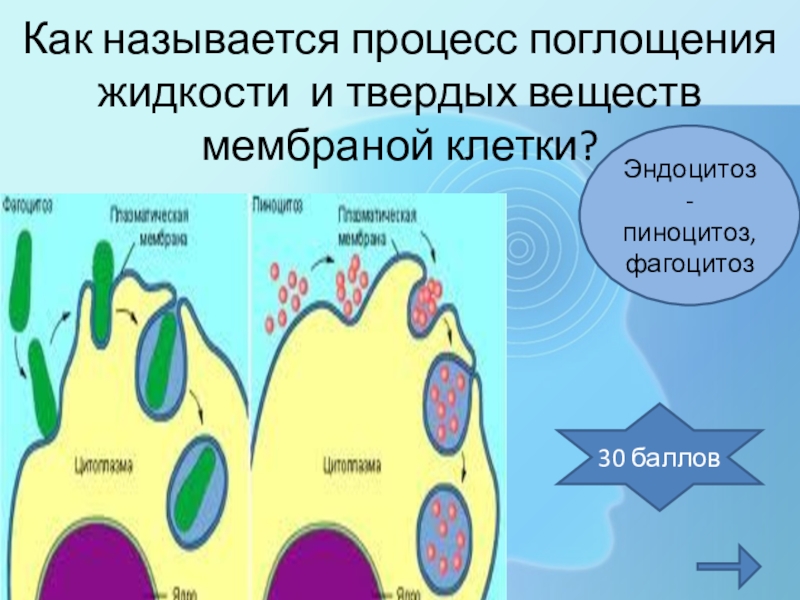 Поглощение частиц. Как называется процесс поглощения. Как называется процесс поглощения клеткой жидкости?. Процесс поглощения клеточной мембраной жидкости. Как называется процесс поглощения клеткой капелек жидкости.