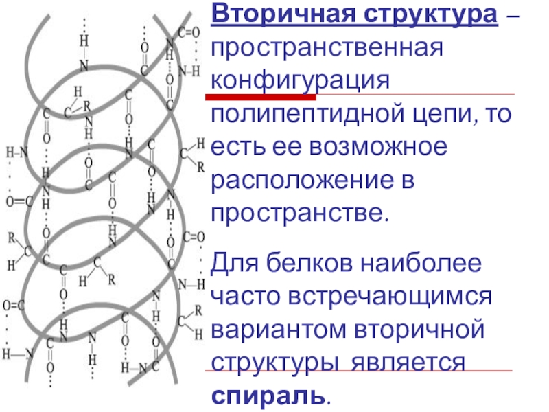 Связь поддерживающая вторичную структуру