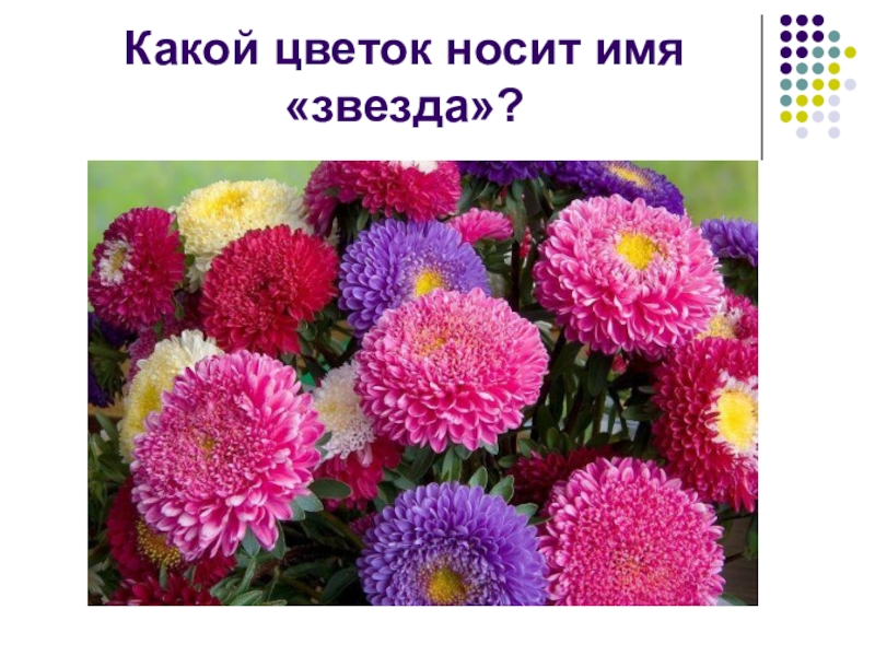 Какие цветы носят. Чудесные цветники осенью окружающий мир. Растения осенних цветников с записями. Чудесные цветники осенью 2 класс. Несколько растений осенних цветников и их названия.