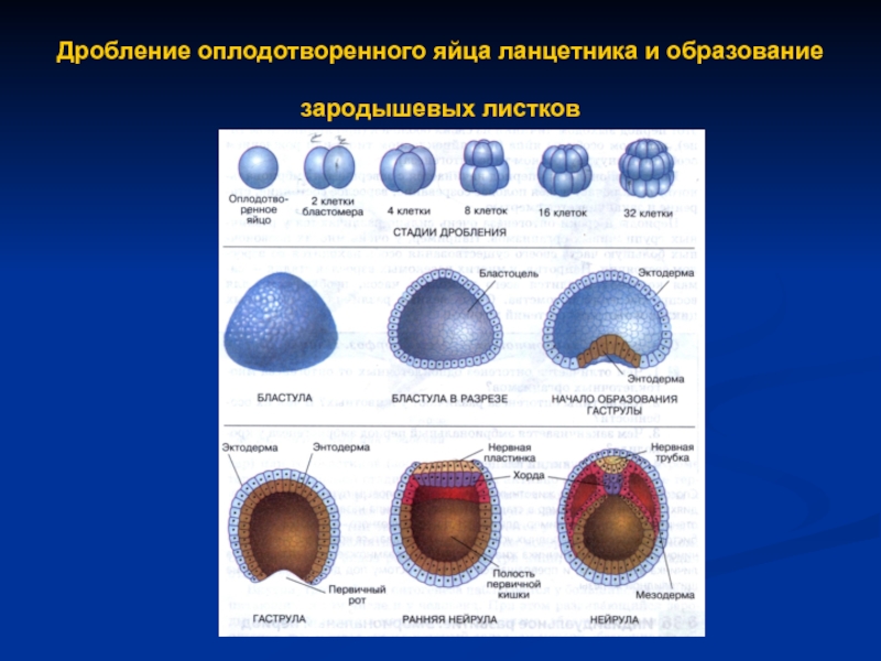 Схема развития ланцетника