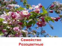 Презентация по теме Семейство Розоцветные