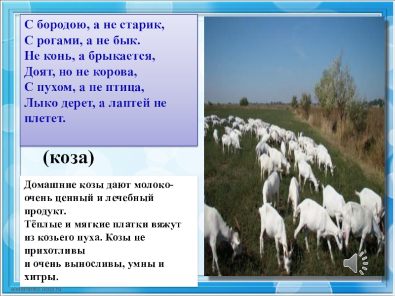 Животноводство в нашем крае 4 класс. Загадки про животноводство. Загадки на тему животноводство. Презентация на тему животноводства Кемеровской области. Отрасли животноводства в Челябинской области 4 класс презентация.