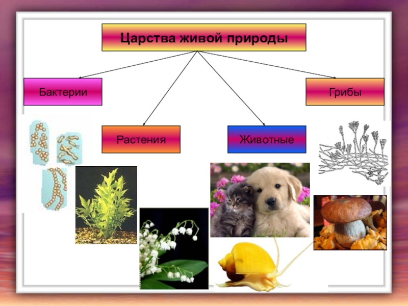 Проект на любую тему по биологии 5 класс