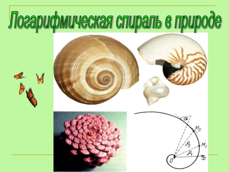 Логарифмическая спираль презентация