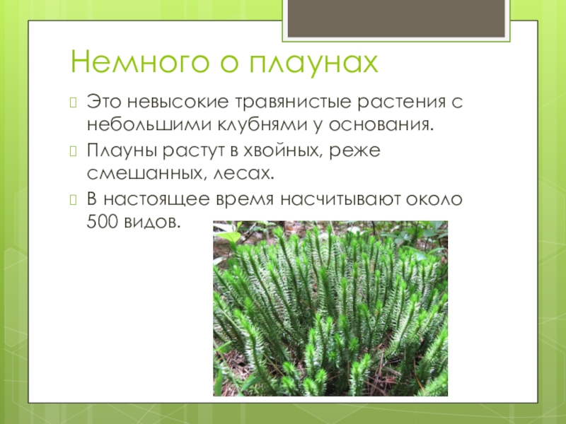 Плауны значение в природе. Систематика плаунов. Разновидности плаунов. Классификация плаунов. Жизненная форма плауна.