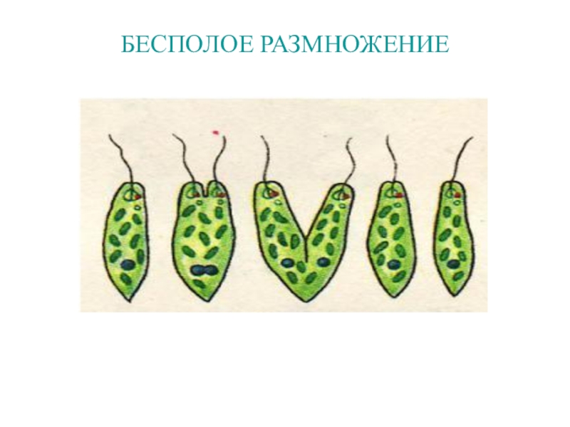 Размножение делением рисунок. Представители бесполого размножения деление. Бесполое размножение растений деление. Бесполое размножение растений и животных. Бесполое размножение деление биология 6 класс.