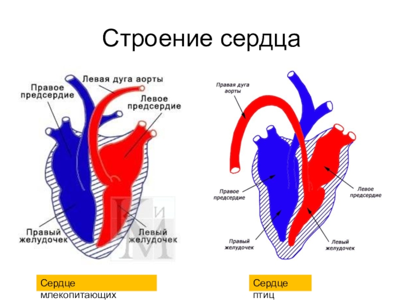 Строение сердца млекопитающих рисунок