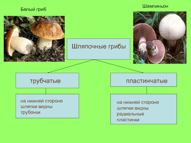 Какое основание позволило разделить грибы. Шляпочные грибы трубчатые и пластинчатые. Шляпочные трубчатые. Классификация шляпочных грибов. Шляпочные пластинчатые грибы признаки.