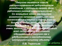 Изучение строения сердца земноводных.