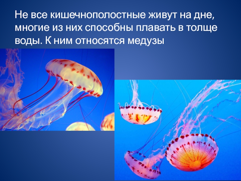 Что такое прикрепленный образ жизни в биологии. Образ жизни сцифоидных медуз. Класс Сцифоидные медузы образ жизни. Кишечнополостные медузы. Образ жизни сцифоидных кишечнополостных.