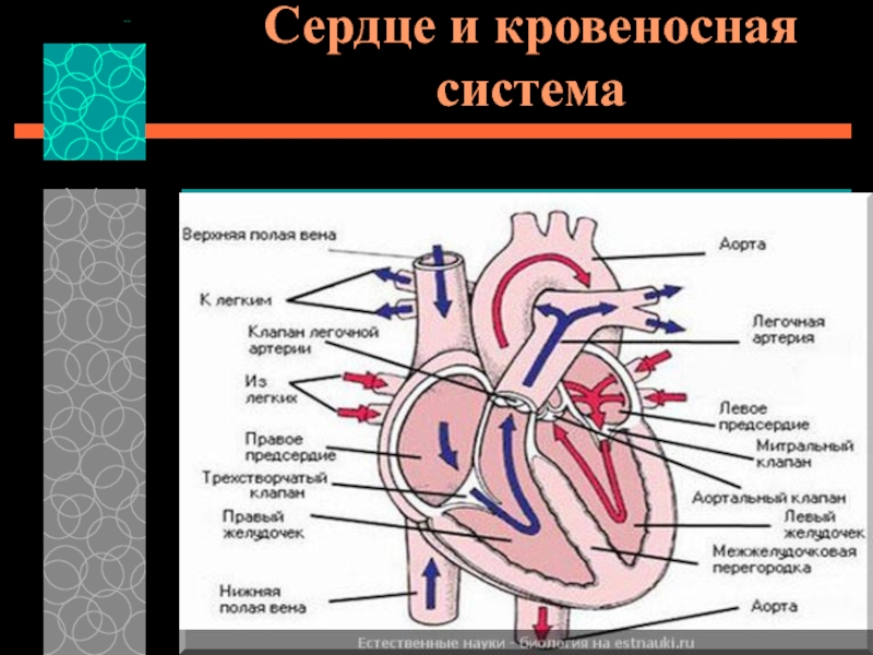 Сердечно сосудистая система презентация