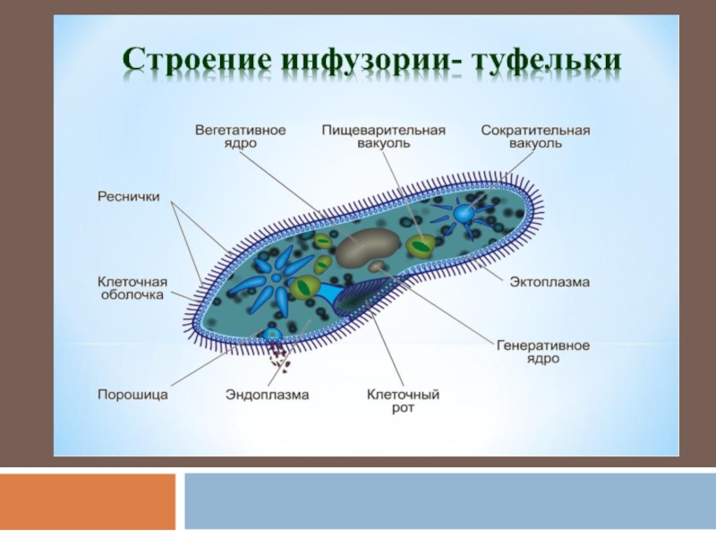 Рисунок по биологии 7 класс