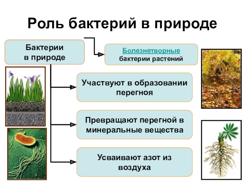 Составьте план ответа на тему роль бактерий на земле