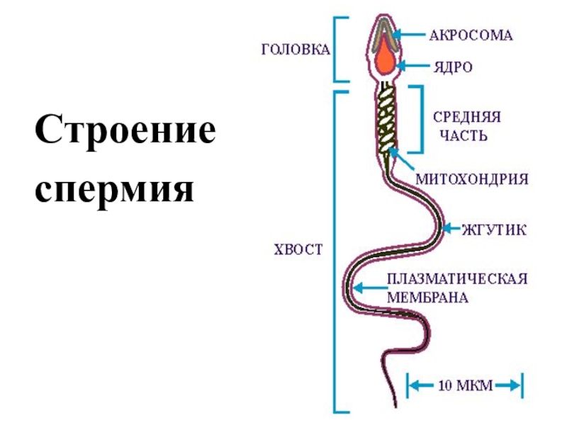 Схема строения спермия