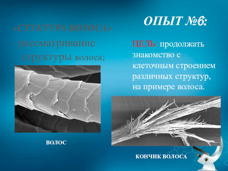 Проект волосы под микроскопом