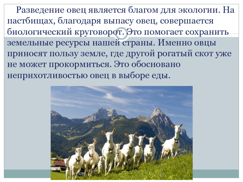 Какие направления имеет скотоводство 3. Овцеводство проект 3 класс окружающий мир. Овцеводство презентация 3 класс. Животноводство 3 класс окружающий мир презентация. Овцеводство презентация окружающий мир.