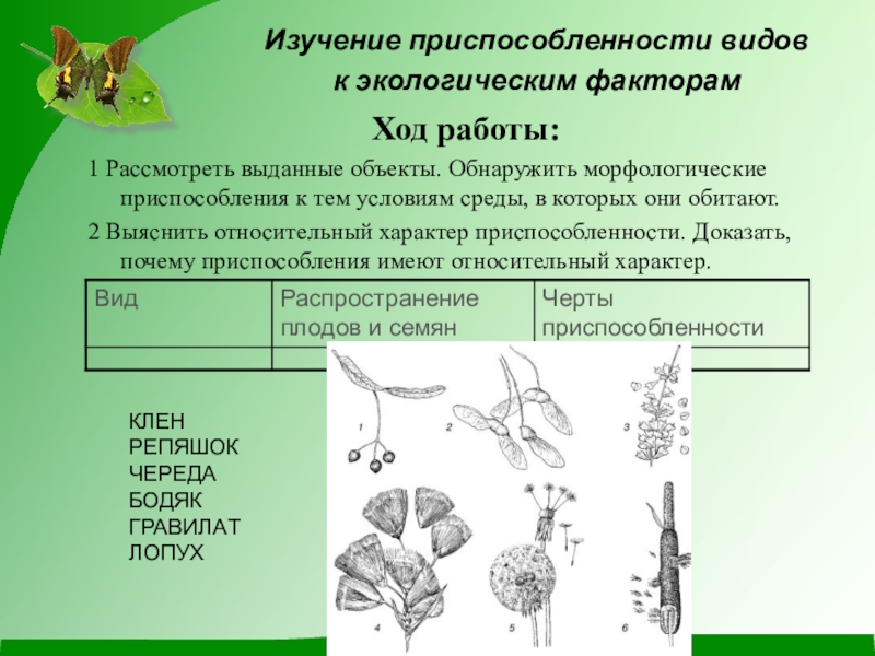 Характер приспособления