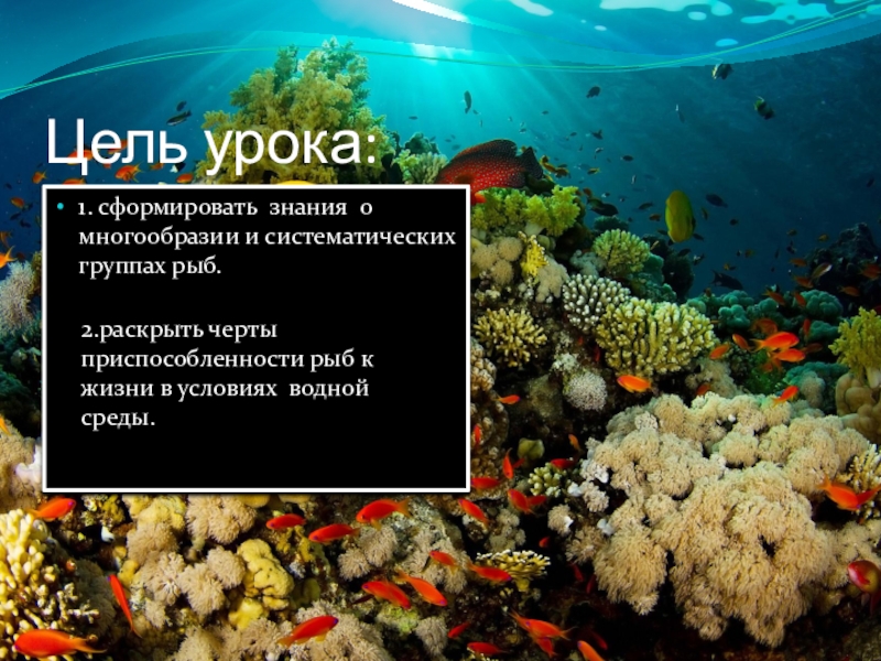 Основные систематические группы рыб 7 класс биология