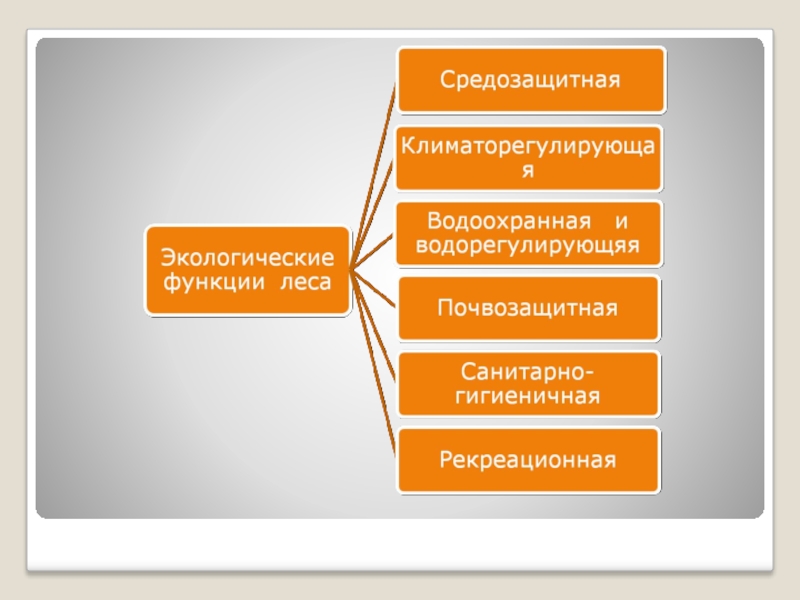 Схема экологические функции леса