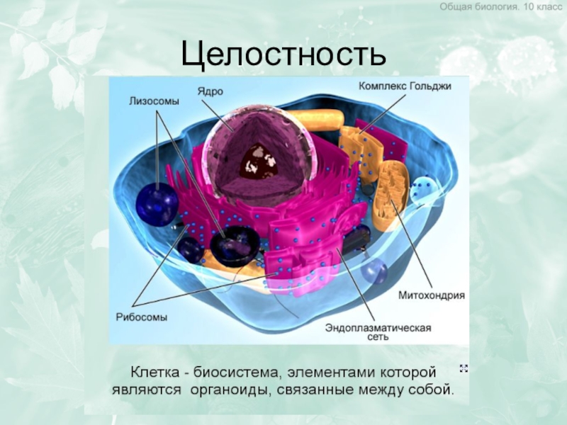 Презентация по биологии 9