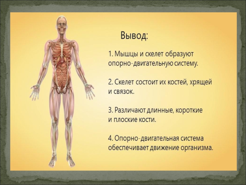 Презентация по анатомии человека