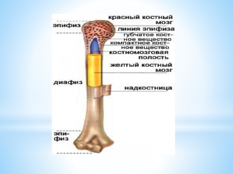 Презентация строение