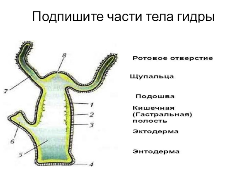 Строение пресноводной гидры. Схема строения гидры. Гидра Пресноводная строение. Внутреннее строение гидры рисунок. Подпишите строение гидры.