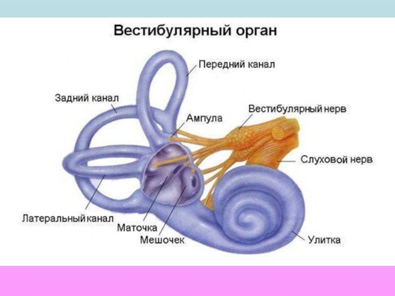 Схема органа равновесия 8 класс биология