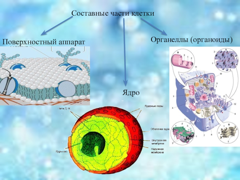 Основные части клетки. Назовите составные части клетки. Главная составная часть клетки. Клетка поверхностный аппарат ядерный аппарат. Назовите основные составные части клетки..